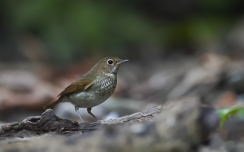Rufous-tailed Robin (Larvivora sibilans) at Cuc Phuong Bird Hides - Northern Vietnam. Photo by: Bui Duc Tien - Vietnam Bird Photography Tours - Vietbirdphototours.com